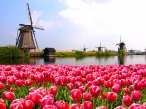 Tulpenfeld mit traditionellen Windmühlen am Kanal in den Niederlanden holländer oder niederländer Übersetzungsbüro Berlin Tulpenfeld mit traditionellen Windmuhlen am Kanal in den Niederlanden hollander oder niederlander Ubersetzungsburo Berlin